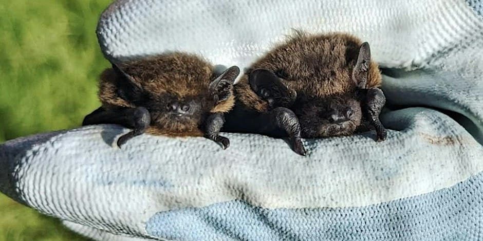 Bat Walk at Trebah Garden