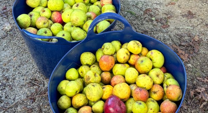 Caradon Orchard Group's Community Apple Day