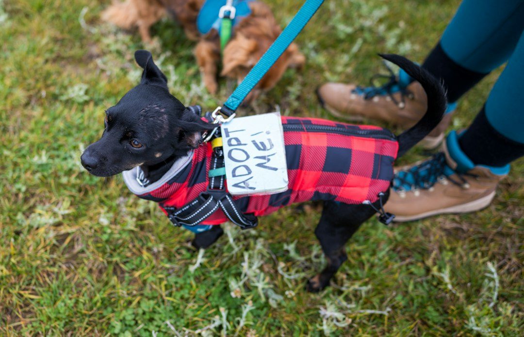 Dog Costume Contest at Newquay Nightlife