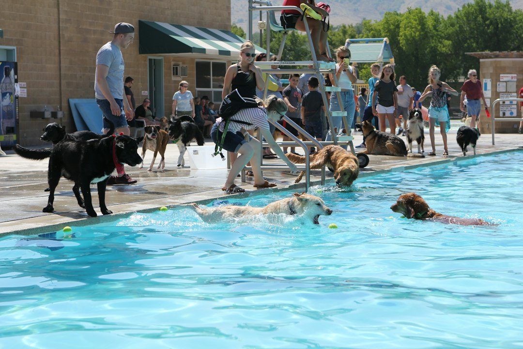 Dog Day at Jubilee Pool