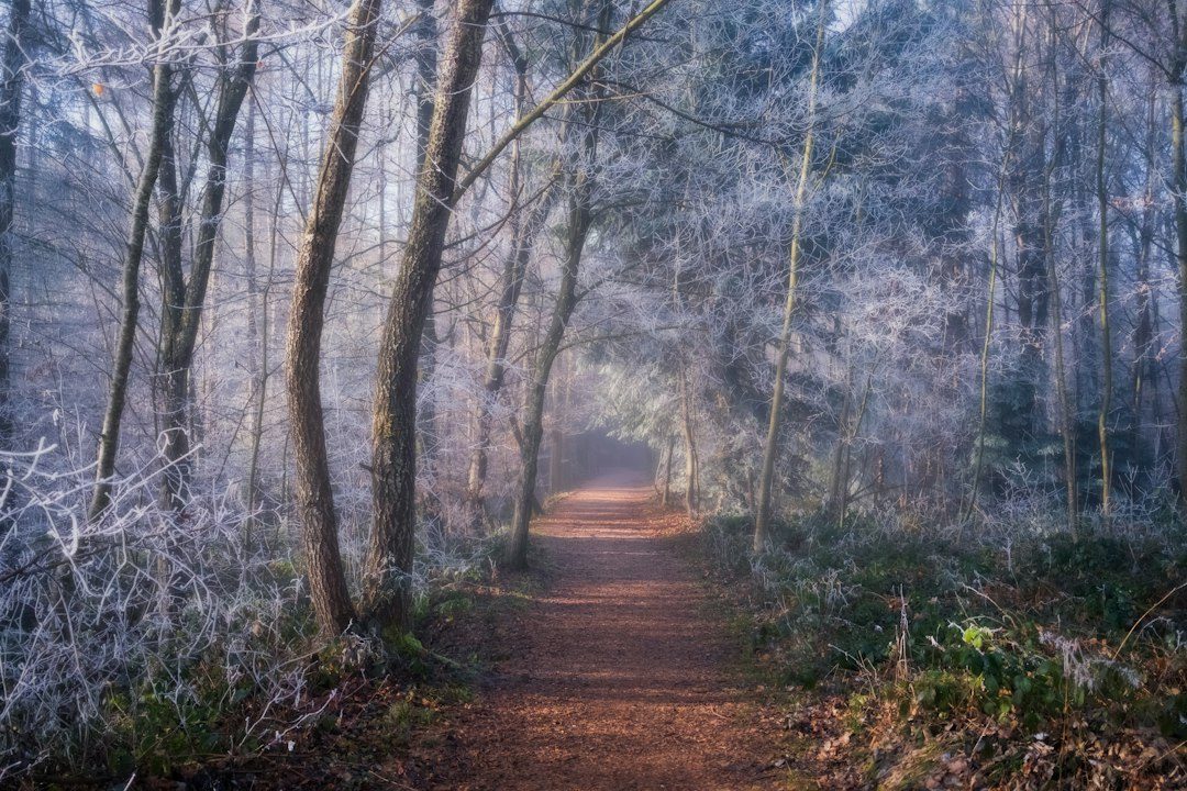 Enchanted Christmas Woodland Trail at Calloose