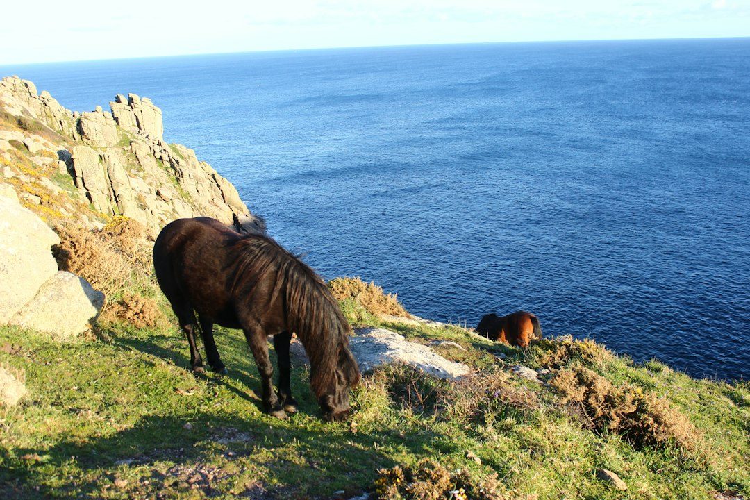 Guided walk — conservation grazing at Lanhydrock