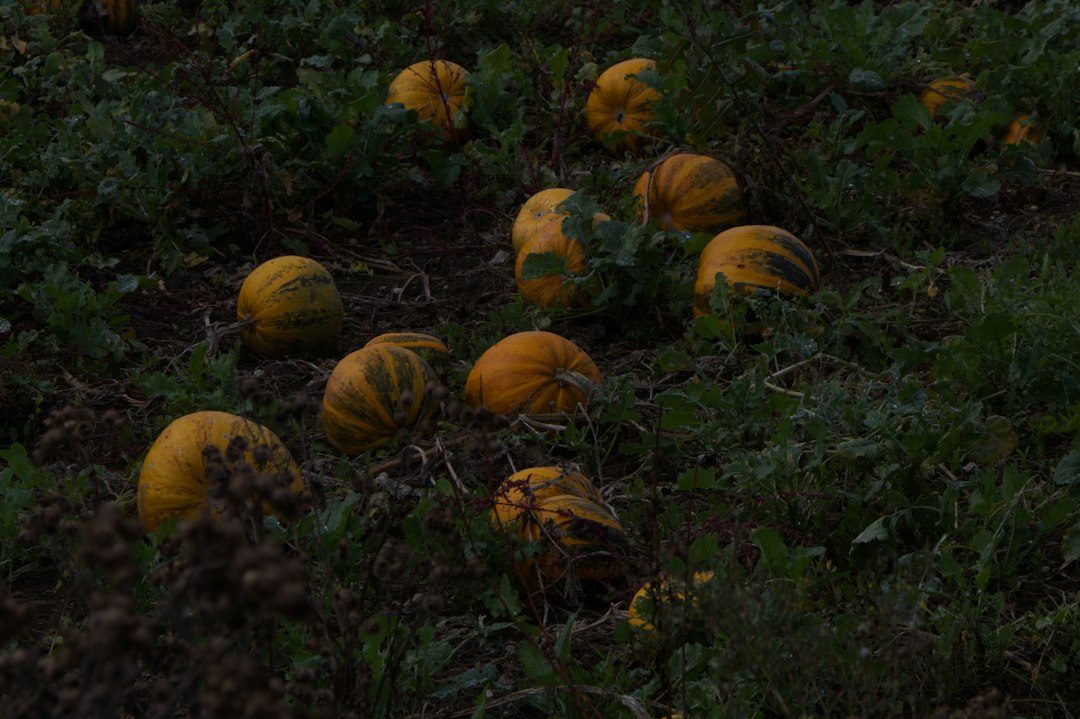 Kids' Pumpkin Picking at Lobbs Farm Shop