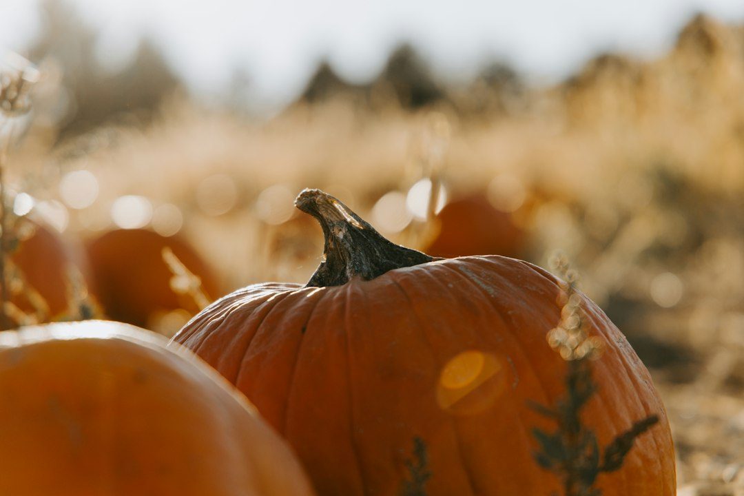 Kids' Pumpkin Picking at Lobbs Farm Shop