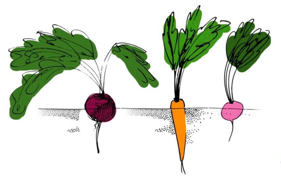 Sensory Herbalism at The Community Garden