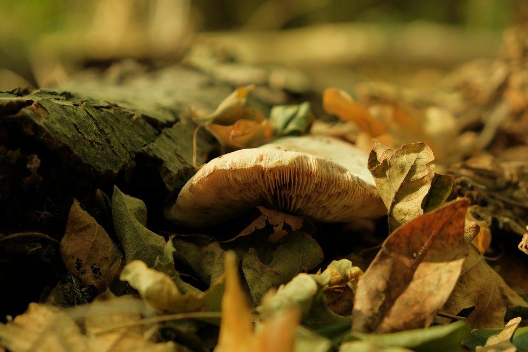 UK Fungus Day at Lanhydrock