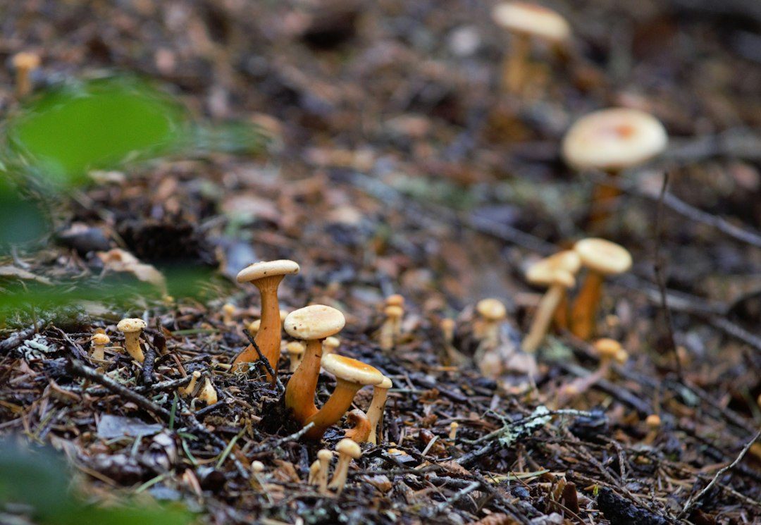 Grassland fungi survey walk at Trelissick